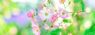 1527153702_in-the-early-summer-3421655_960_720.jpg