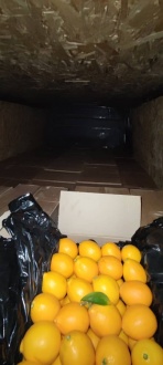 контрабандные лимоны.jpeg