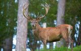 Cervus_elaphus_Luc_Viatour_6.jpg