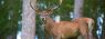 Cervus_elaphus_Luc_Viatour_6.jpg