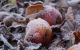 frost-2245480_1280.jpg