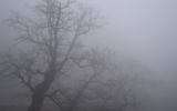 fog1.jpg