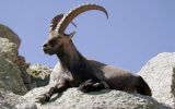 ibeks-animalerader.ru-003.jpg