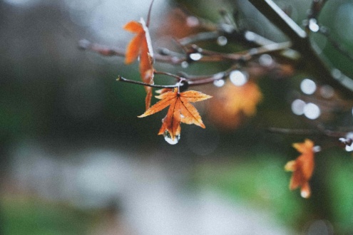 fall-rain-8256-x-5504-wallpaper-19ztlmcbr6uazjb6 (1).jpg