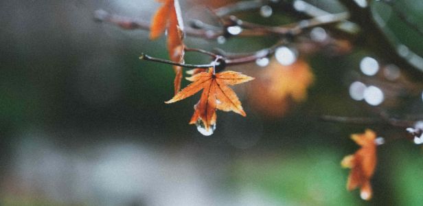 fall-rain-8256-x-5504-wallpaper-19ztlmcbr6uazjb6 (1).jpg