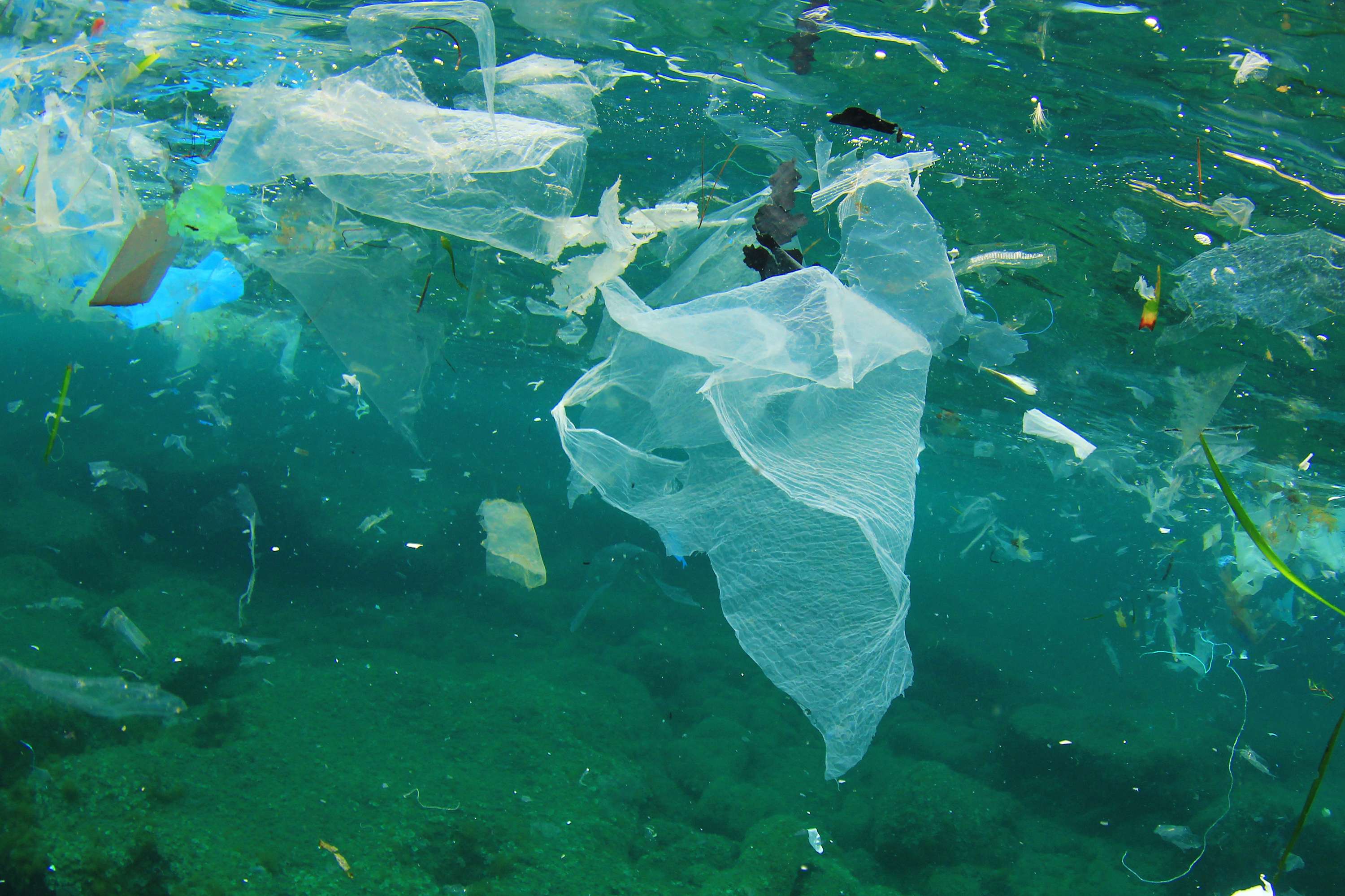 Экологические сообщества мирового океана. Загрязнение мирового океана. Пластик в океане. Проблема загрязнения океана. Жизнь под водой озера.