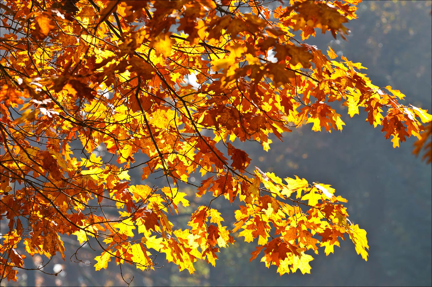 Красивое кружение осенних листьев