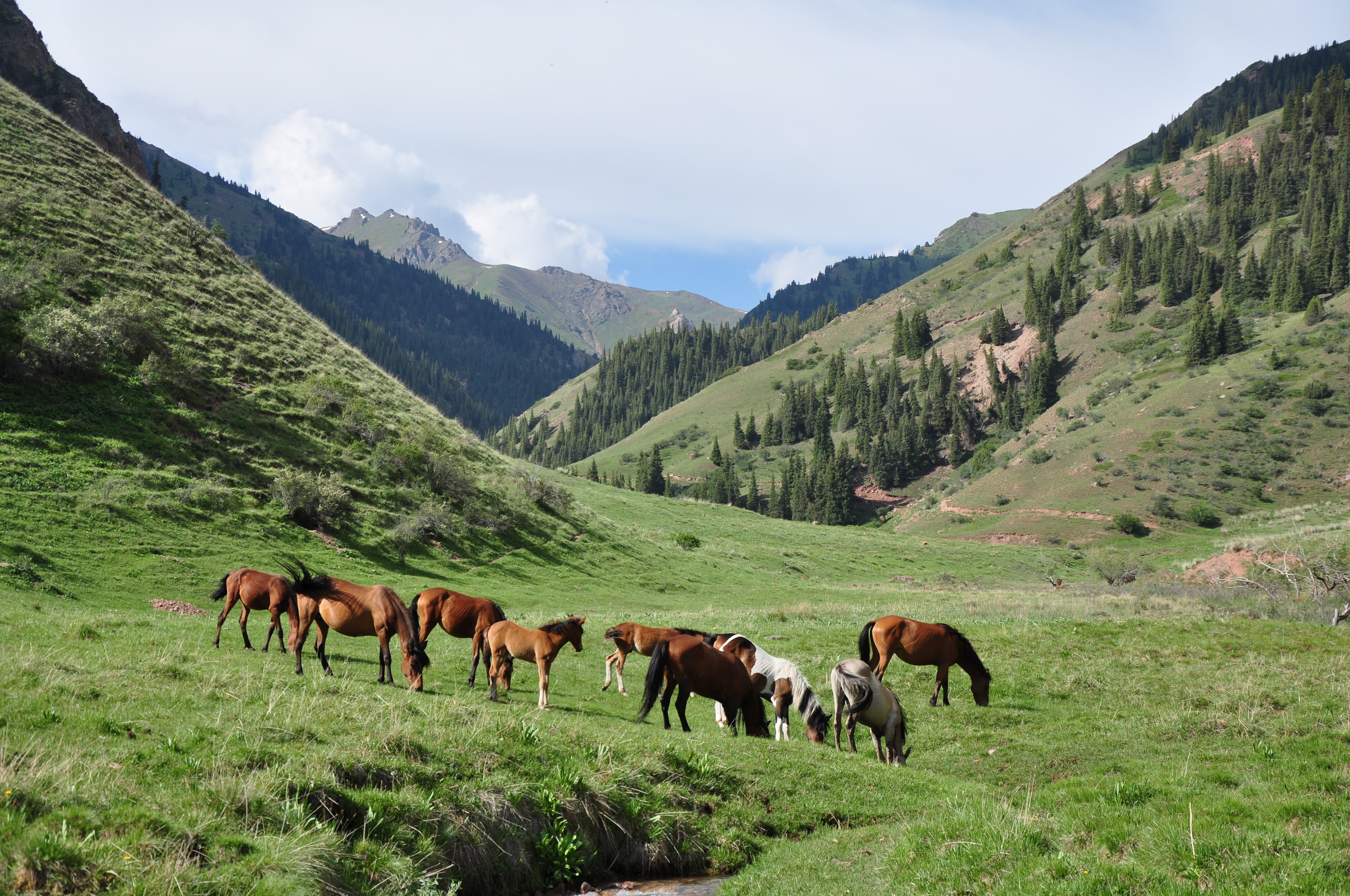 Сары ала. Горы и жайлоо Кыргызстана. Киргизия горы Тянь-Шань. Природа Кыргызстана горы жайлоо. Киргизия Чон Кемин лето.
