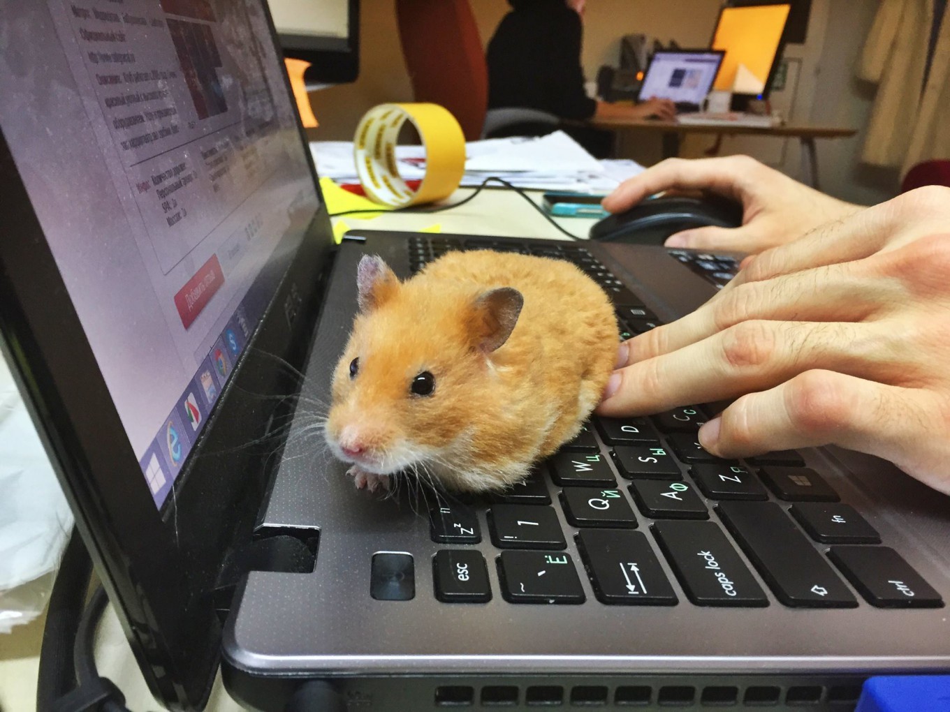 Sad hamster violin hamster. Офисные хомячки. Хомяк в офисе. Домашние питомцы хомяк. Хомячок играется.