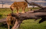 lvy-lev-lvitsa-afrika-savanna-koriaga-para-dva-derevo-pole-t.jpg