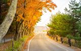 depositphotos_108633346-stock-photo-beautiful-autumn-trees.jpg