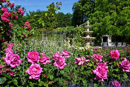 2019Nature___Flowers_Beautiful_pink_roses_in_the_garden_at_the_fountain_138220_.jpg