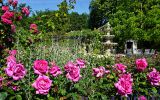 2019Nature___Flowers_Beautiful_pink_roses_in_the_garden_at_the_fountain_138220_.jpg
