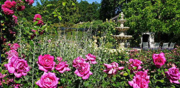 2019Nature___Flowers_Beautiful_pink_roses_in_the_garden_at_the_fountain_138220_.jpg