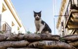Убийство-кошек-в-Австралии.jpg