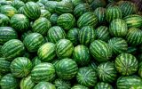 2019Food___Berries_and_fruits_and_nuts_Lots_of_striped_green_watermelons_137633_.jpg
