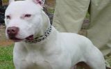 pitbull_msn-640x640x80.jpg