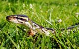 nature-grass-wilderness-lawn-meadow-wildlife-reptile-amphibian-scale-close-fauna-snake-vertebrate-beauty-mojave-python-constrictor-macro-photography-hunger-ball-python-lissotriton-953628.jpg