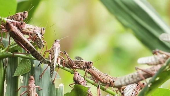 ott_now_locust_200717_1920x1080.jpg