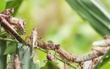 ott_now_locust_200717_1920x1080.jpg