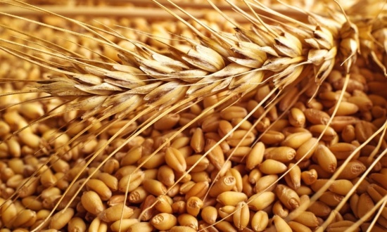пшеница.jpg