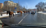 жылкы2.png