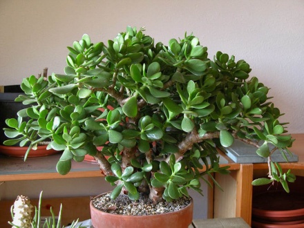 krassula.jpg