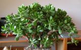 krassula.jpg
