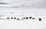 depositphotos_74231569-stock-photo-herd-of-icelandic-horses-in.jpg