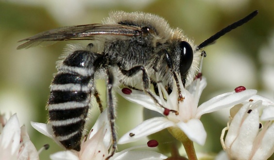 Wild_bee_2.jpg