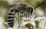Wild_bee_2.jpg
