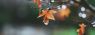 fall-rain-8256-x-5504-wallpaper-19ztlmcbr6uazjb6.jpg