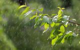 rain-3411982_960_720.jpg